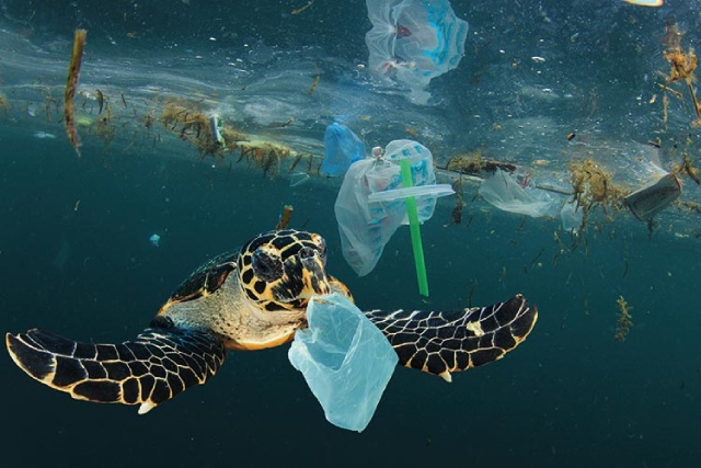 Tortugas nadando con basura en el mar
