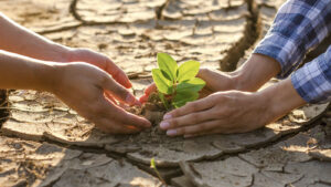 Siembra de árboles frente al cambio climático.