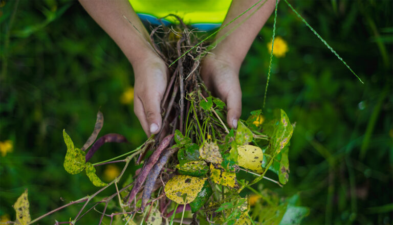 Cultivo de frijol en Honduras.